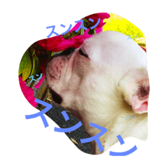 [LINEスタンプ] ハムとアンディ