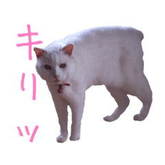 [LINEスタンプ] ミータソ