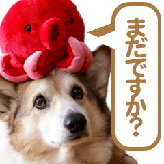 [LINEスタンプ] コーギー犬ろん
