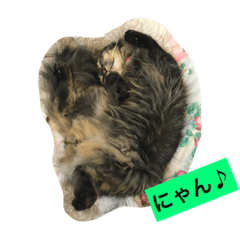 [LINEスタンプ] ボコ(猫)の日常(*≧艸≦)