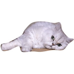 [LINEスタンプ] シェルちゃん