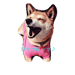 [LINEスタンプ] 柴犬あずんこ
