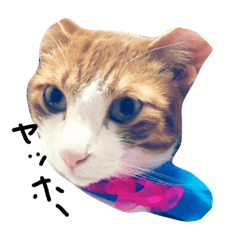 [LINEスタンプ] ハチワレーズ
