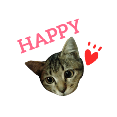 [LINEスタンプ] 猫のテト