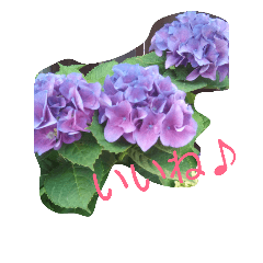 [LINEスタンプ] あじさいの声