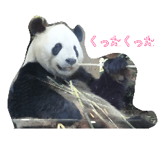[LINEスタンプ] パンダのちゃっぴーくん