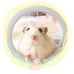 [LINEスタンプ] pudding cute hamham