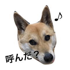 [LINEスタンプ] 柴犬うめち