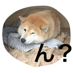 [LINEスタンプ] 芝犬ももたすの老後スタンプ