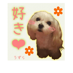 [LINEスタンプ] 癒しのマルチーズ親子