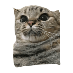 [LINEスタンプ] うちの猫 わさび、からし、しょうが