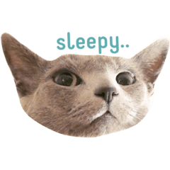 [LINEスタンプ] しゃーすぴ