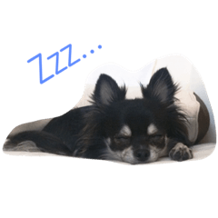 [LINEスタンプ] ちわわんるーちゃん