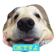 [LINEスタンプ] おっさん犬リティ男2