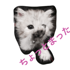 [LINEスタンプ] まめたとこうめ