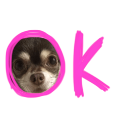 [LINEスタンプ] チワワちょこたん