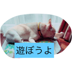 [LINEスタンプ] フレンチブルドッグのたっくんです。