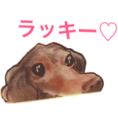 [LINEスタンプ] みんな大好きラッキーくん！