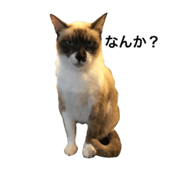 [LINEスタンプ] なんでネコ