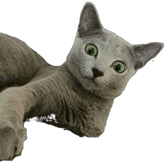 [LINEスタンプ] 困ったときの猫（ネコ）