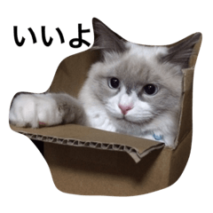 [LINEスタンプ] Ragdoll Loy