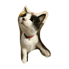[LINEスタンプ] 猫と犬の日常