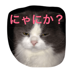 [LINEスタンプ] にゃんかわいい