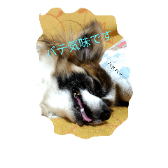 [LINEスタンプ] パピヨンのピー