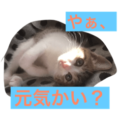 [LINEスタンプ] みんなの自由なペットたち。(飼い主似)
