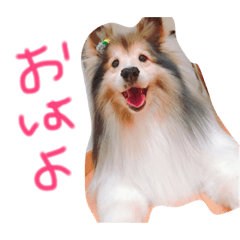 [LINEスタンプ] シェルティ