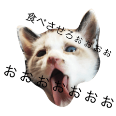 [LINEスタンプ] 猫ちゃんLIFE