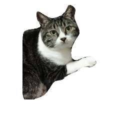 [LINEスタンプ] 猫の手も借りたいシリーズ