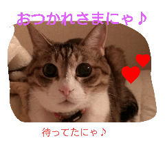 [LINEスタンプ] 家族にニャー♪