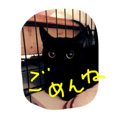 [LINEスタンプ] うちの黒猫おきうとの画像（メイン）