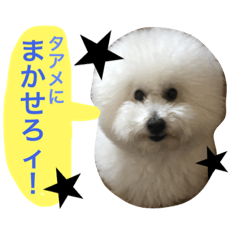 [LINEスタンプ] トイプードルタアメです！(続)