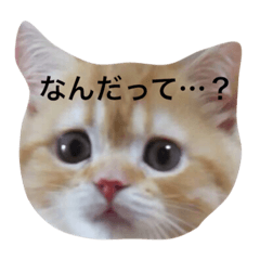 [LINEスタンプ] こぱんくん。