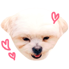 [LINEスタンプ] ランの表情