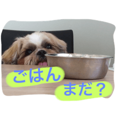 [LINEスタンプ] シーズーの1日。