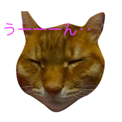 [LINEスタンプ] 愛犬愛猫スタンプ