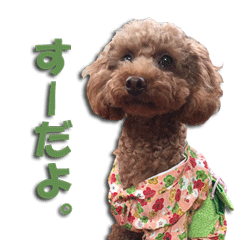 [LINEスタンプ] トイプードルのスー