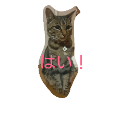 [LINEスタンプ] チャロという猫の日常 ver.2