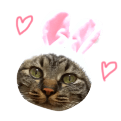 [LINEスタンプ] ツナちゃん