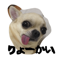 [LINEスタンプ] ちゃたろう＆きなこ 