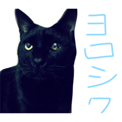 [LINEスタンプ] ボマキオ団（猫多め）