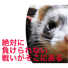 [LINEスタンプ] 面白フェレット