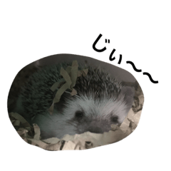 [LINEスタンプ] ハリネズミのケンマ 