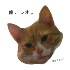 うちのレオ