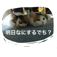 [LINEスタンプ] ぶたまるたちの日常 