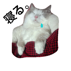 [LINEスタンプ] ぶーちゃん① 
