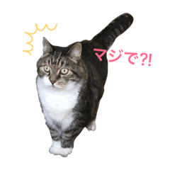 [LINEスタンプ] しーちょの生活